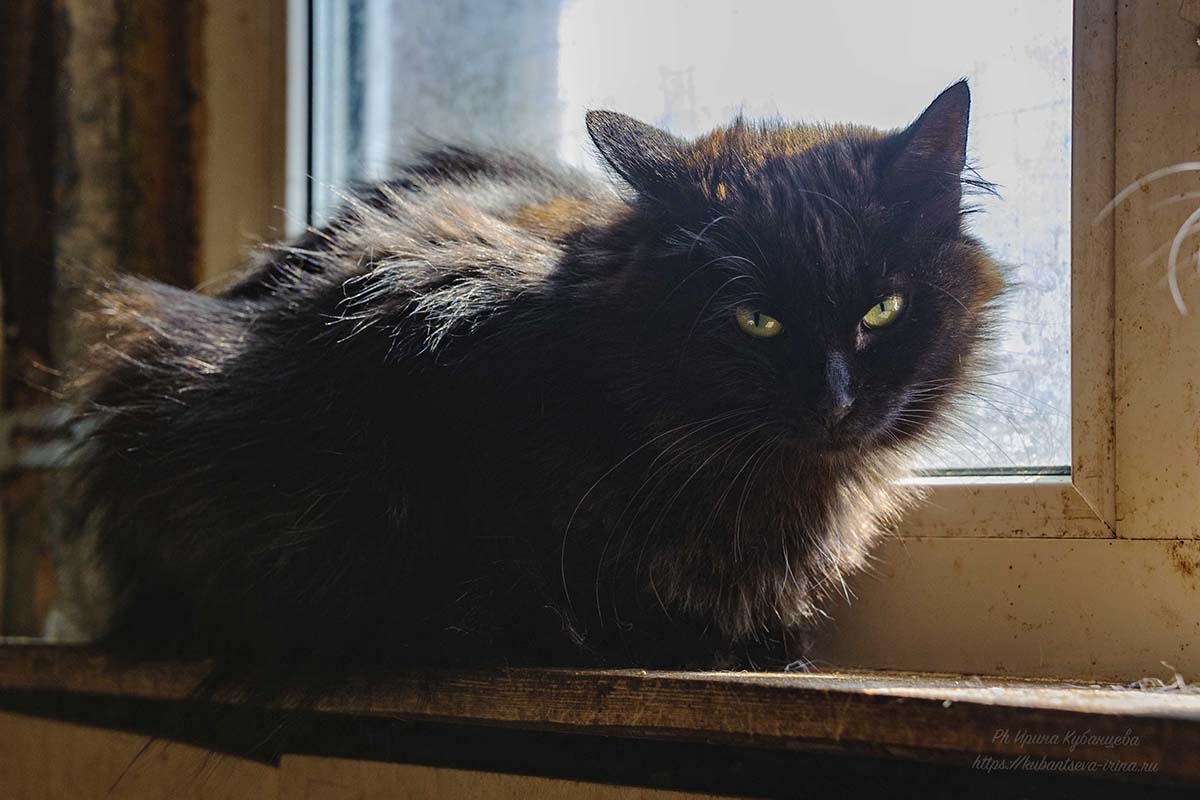 чёрная кошка фото