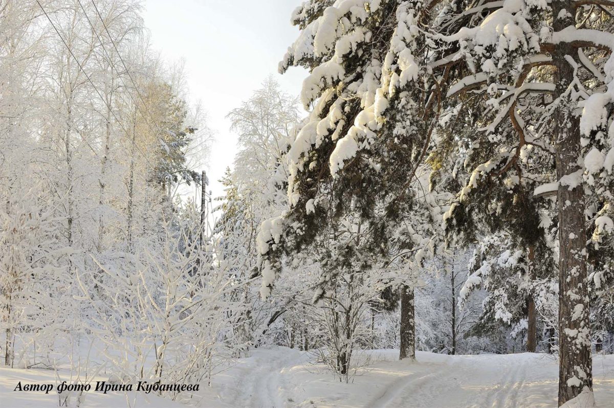 зимний лес в снегу фото