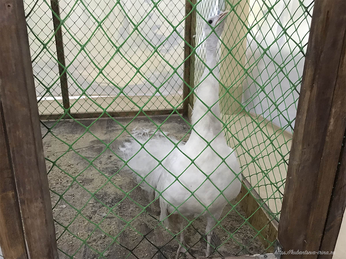 белый павлин птица фото