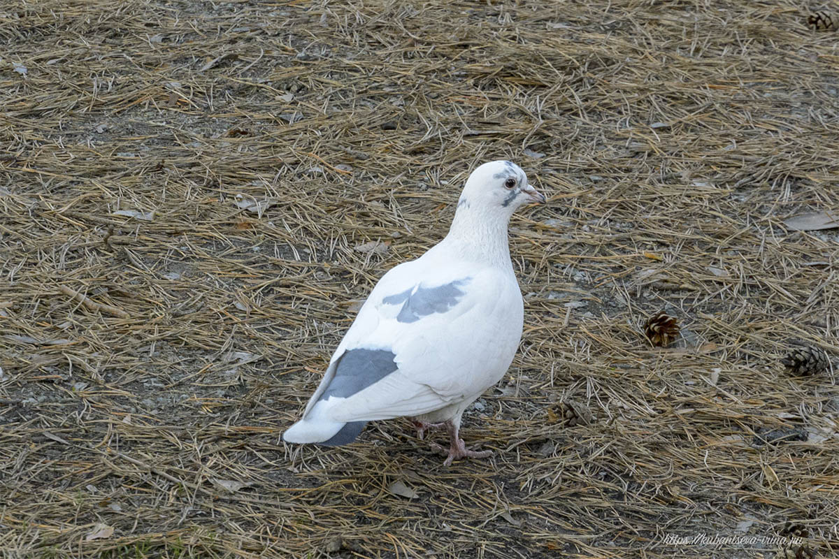 белый голубь