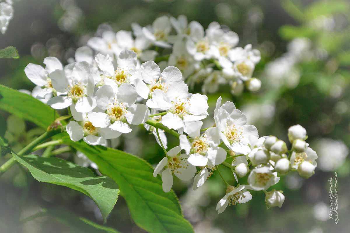 белые весенние цветы название и фото