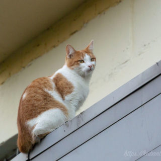 рыжий кот на балконе фото