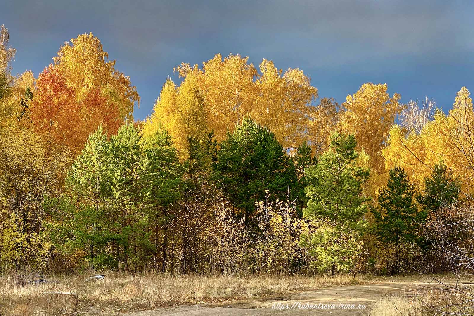 осень в лесу фото картинки